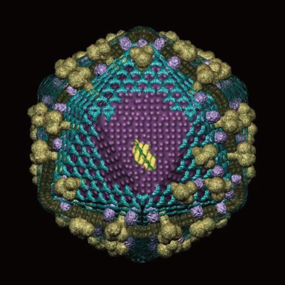 HIV艾滋病毒模型建模